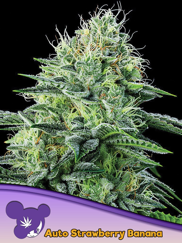 Auto Strawberry Banana | Autoflowering Hanfsamen von Anesia Seeds