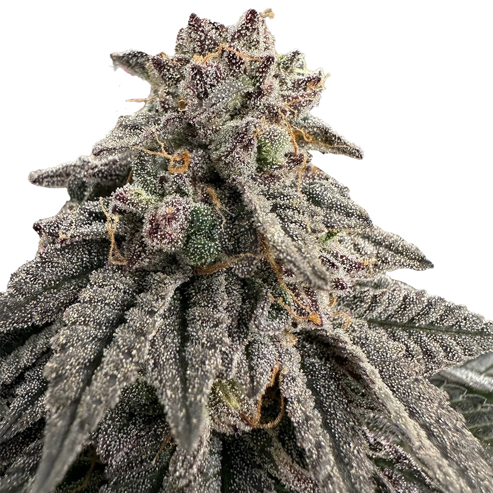 Meat Grinder | Feminisierte Hanfsamen von The Grateful Seeds | 3+2 Samen Meat Grinder | Feminisierte Hanfsamen von The Grateful Seeds