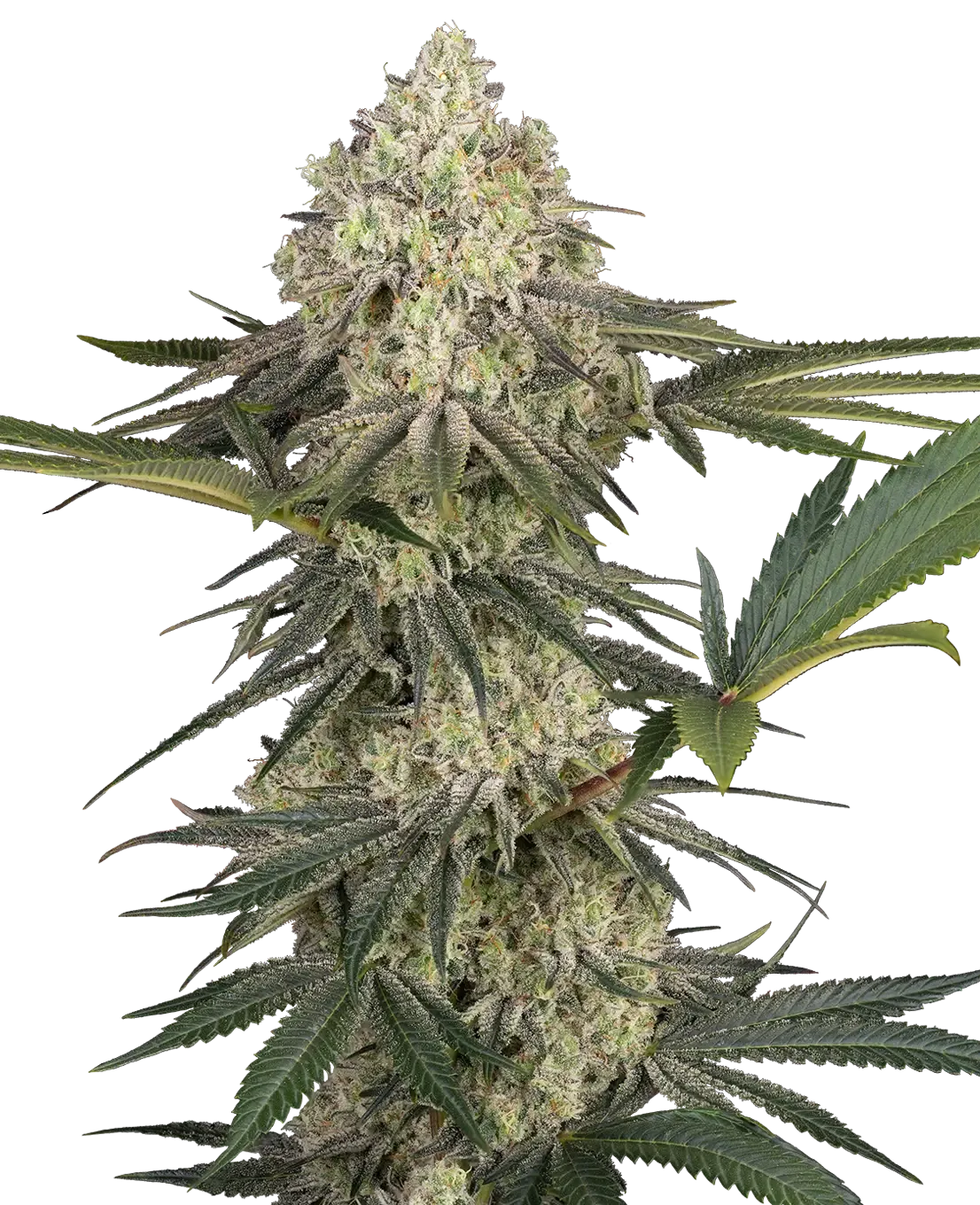 Triple Mints XXL Pflanze Triple Mints XXL Cannabispflanze mit hellgrünen Blüten