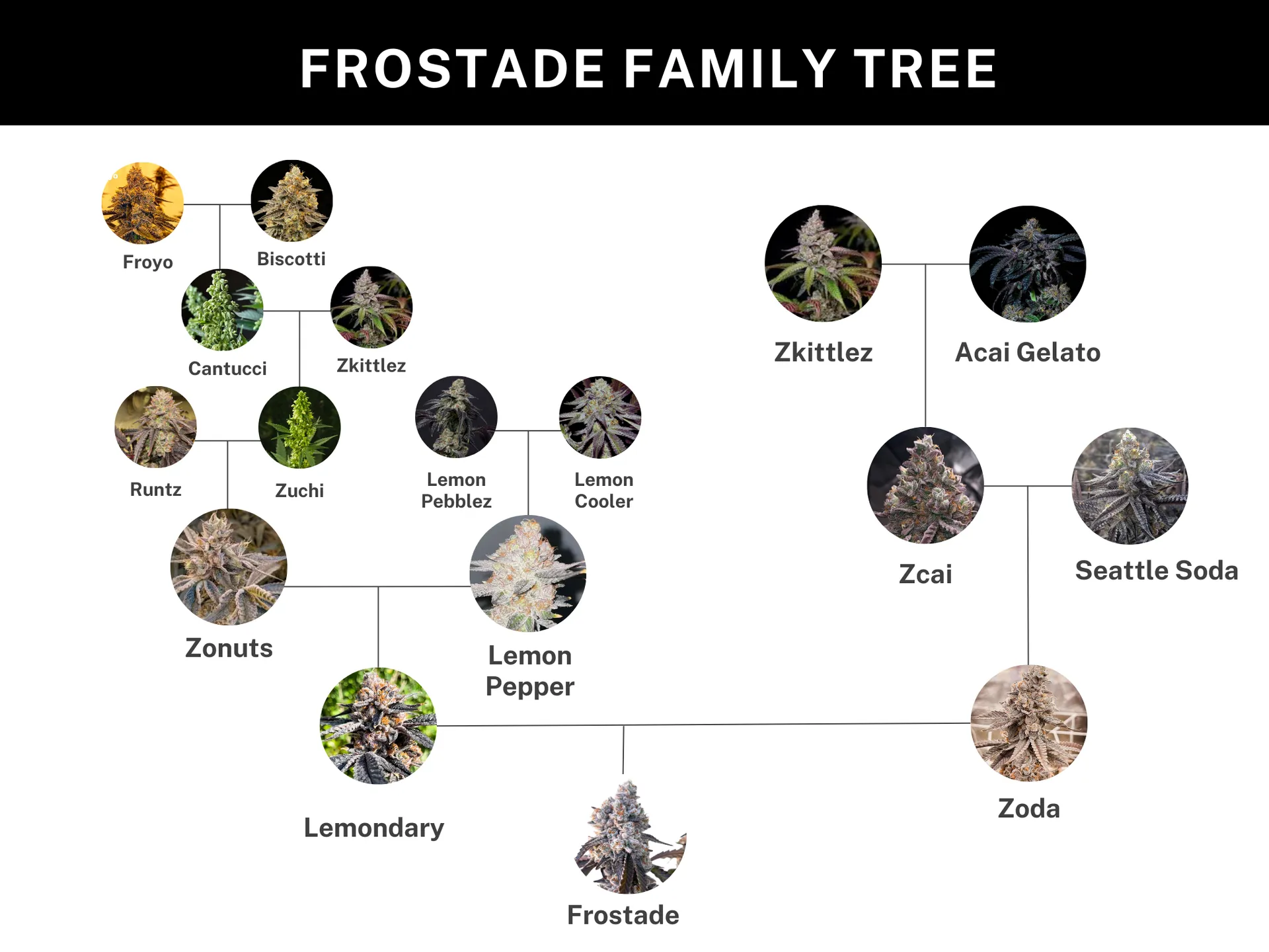 Frostade Genetik Stammbaum-Grafik zur Genetik von Frostade
