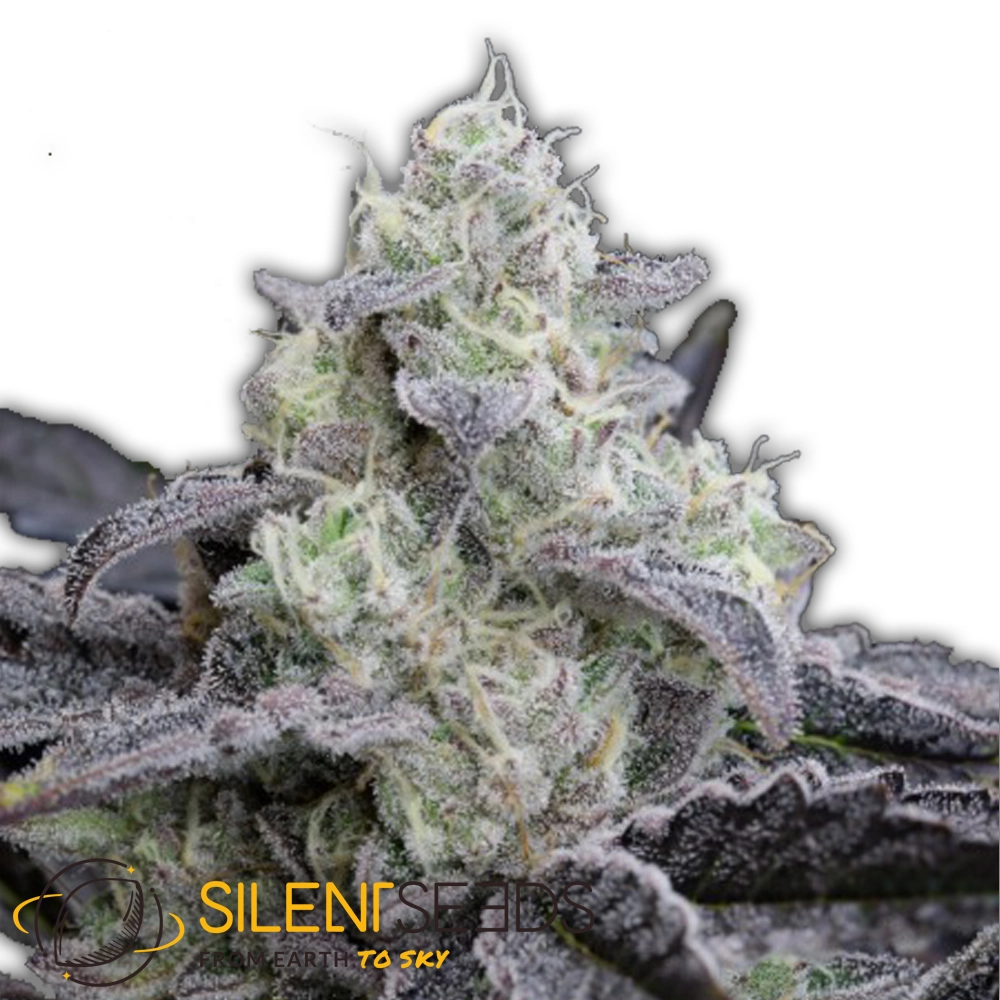 L.A. Vanilla Cake | Feminisierte Hanfsamen von Silent Seeds | 3 Samen L.A. Vanilla Cake | Feminisierte Hanfsamen von Silent Seeds