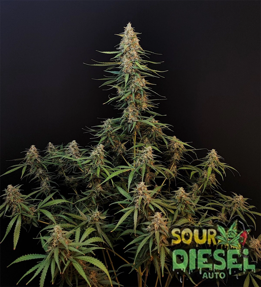 Original Sour Diesel Auto | Autoflowering Cannabissamen von Fast Buds | 3 Samen