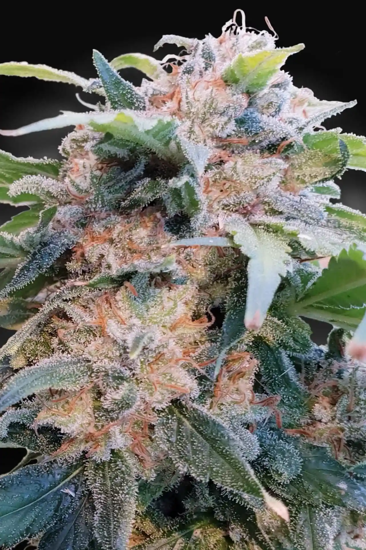 CBDream | Feminisierte Hanfsamen von Paradise Seeds | 3 Samen CBDream Cannabis Samen