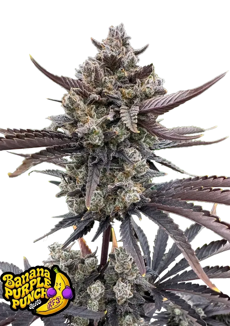 Banana Purple Punch Auto Pflanze Banana Purple Punch Auto Pflanze mit violetten Blüten und Sorten-Logo