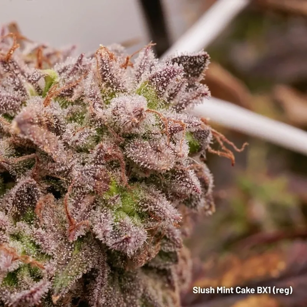 Slush Mint Cake BX1 Bud Slush Mint Cake BX1 Blüte mit dichtem Trichombesatz