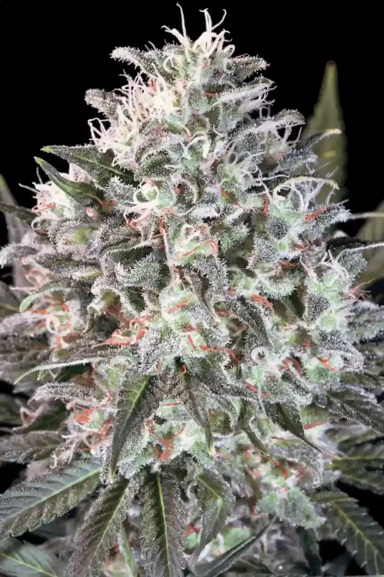 Space Cookies | Feminisierte Hanfsamen von Paradise Seeds | 3 Samen Space Cookies | Feminisierte Hanfsamen von Paradise Seeds
