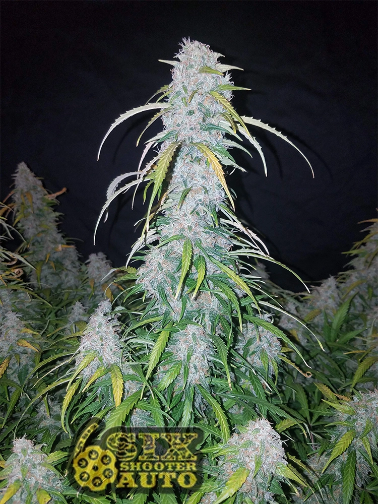 Six Shooter Auto | Autoflowering Cannabissamen von Fast Buds | 3 Samen Six Shooter Auto | Autoflowering Cannabissamen von Fast Buds