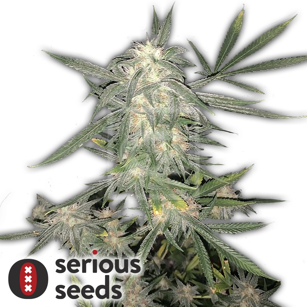 Serious Happiness | Feminisierte Hanfsamen von Serious Seeds