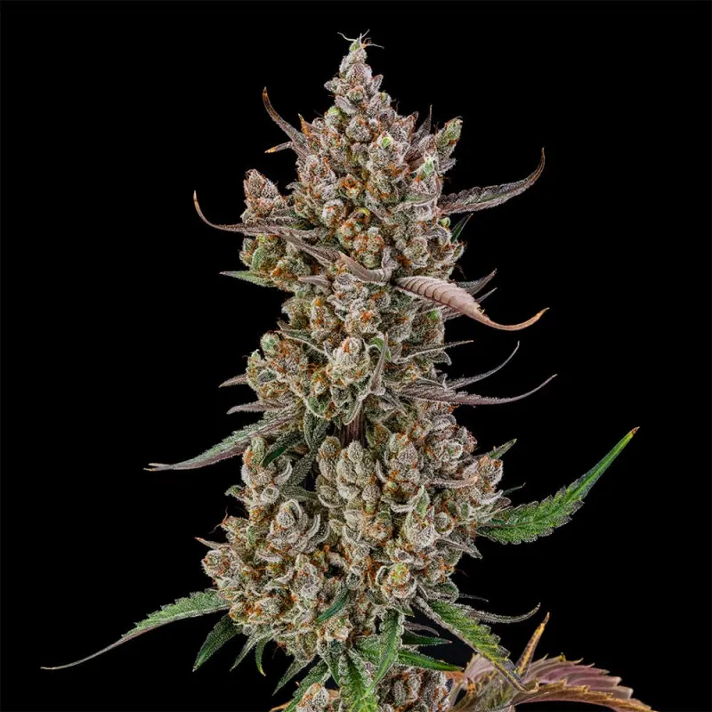 Rainbow Breath Auto Pflanze Rainbow Breath Auto Pflanze in der Blüte vor schwarzem Hintergrund