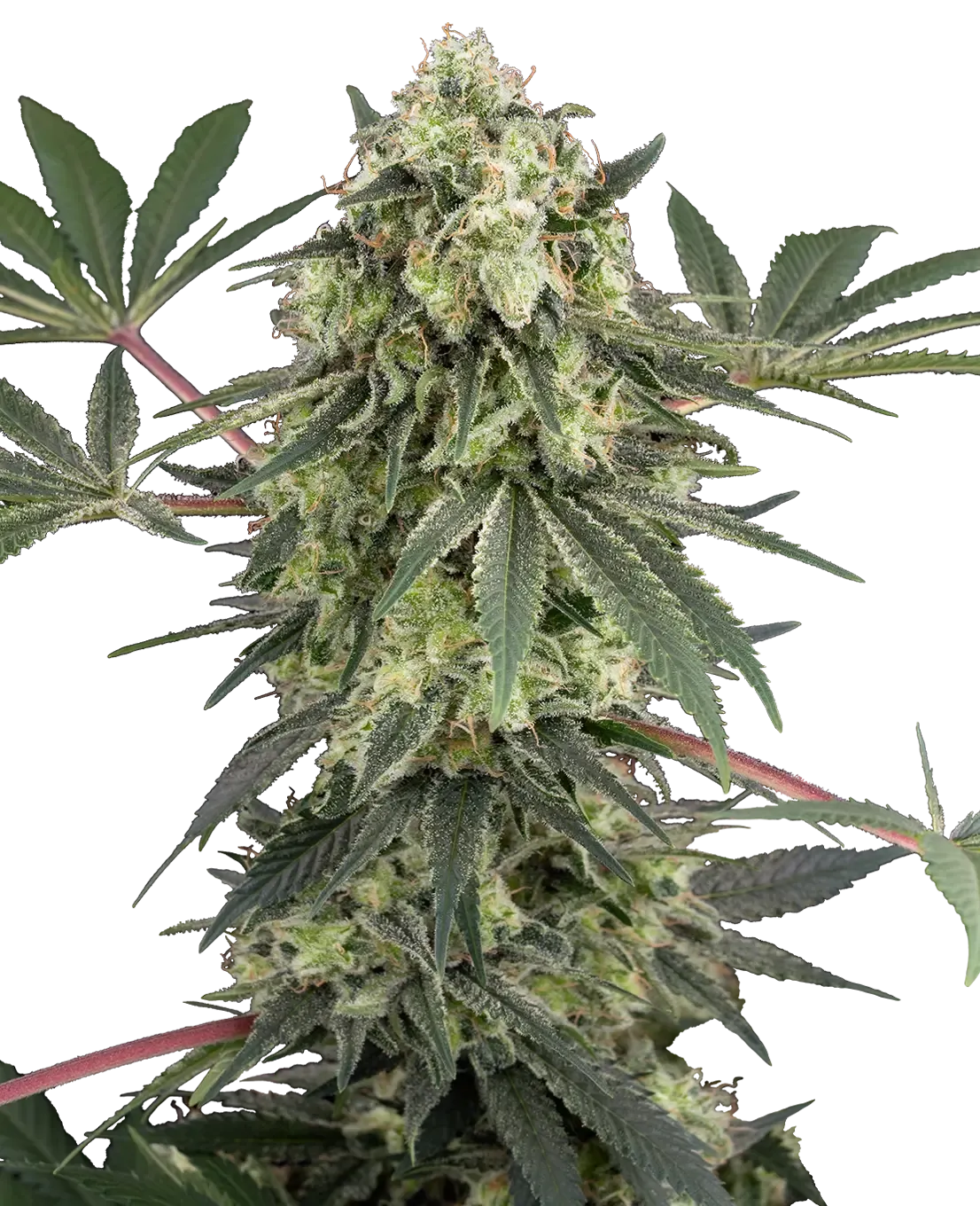 Acai Bacio Pflanze Acai Bacio Cannabispflanze in der Blüte