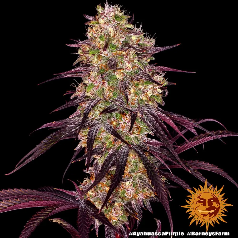 Ayahuasca Purple Pflanze Ayahuasca Purple Pflanze mit kräftig violetten Blättern