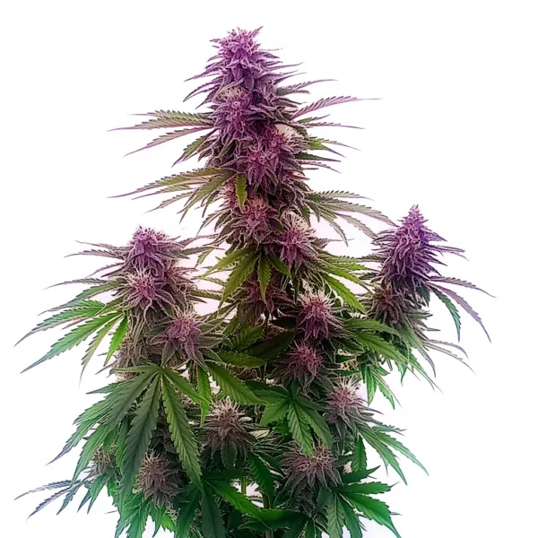 Florida Sunrise Auto Pflanze Freigestellte Florida Sunrise Auto Pflanze mit pink gefärbten Buds