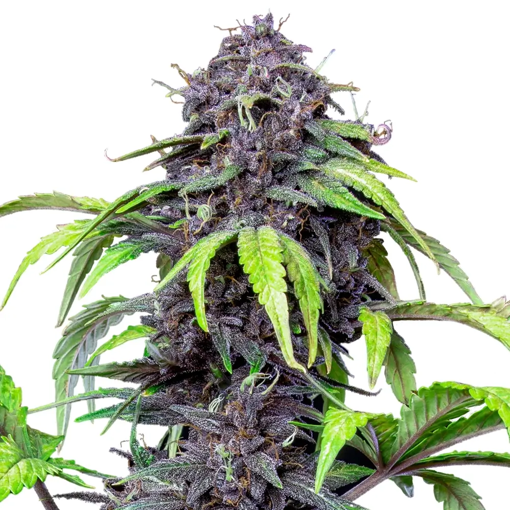 Purplematic CBD Pflanze Freigestellte Purplematic CBD Pflanze mit violett gefärbten Blüten
