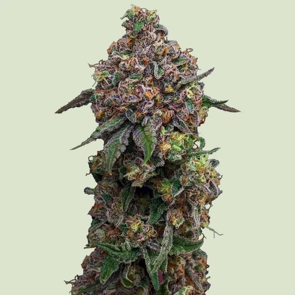 Cosmic Cheddar F1 Pflanze Cosmic Cheddar F1 Blütentrieb mit violett gefärbten Blättern