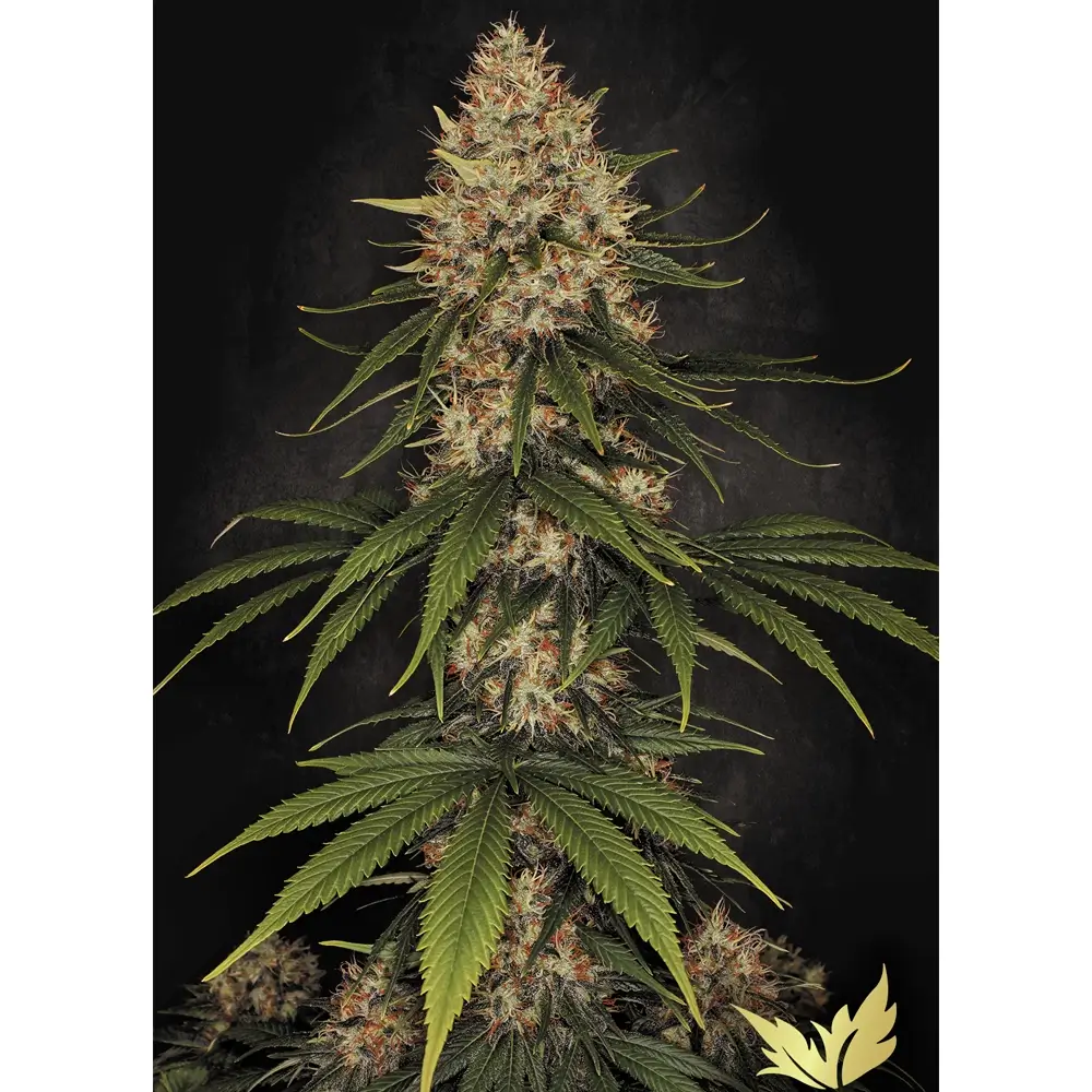 Stromboli Auto | Autoflowering Cannabissamen von Paradise Seeds | 3 Samen Stromboli Auto | Autoflowering Cannabissamen von Paradise Seeds | 3 Samen