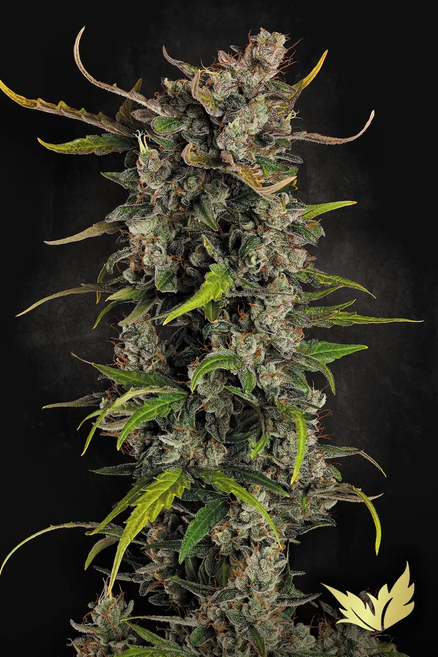 Lemonade Auto | Autoflowering Hanfsamen von Paradise Seeds | 3 Samen LeLemonade Auto | Autoflowering Hanfsamen von Paradise Seedsmonade Auto Cannabis Samen