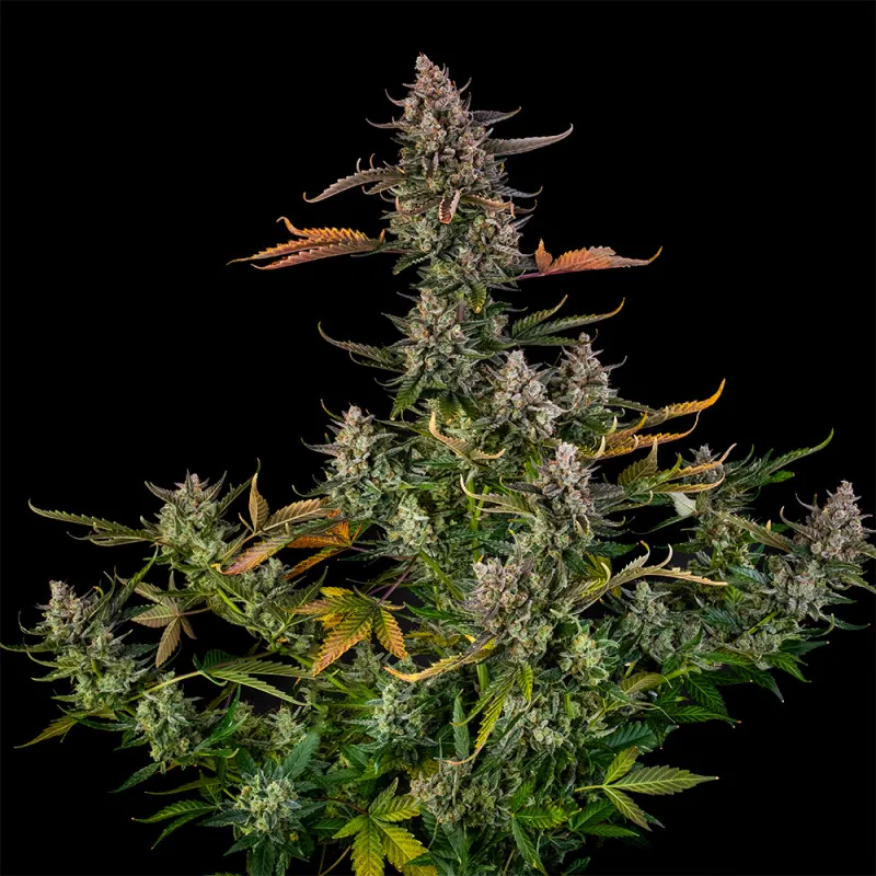 Triangle Kush Auto Gesamtpflanze Vollständige Triangle Kush Auto Pflanze mit orangefarbenen Blütenblättern