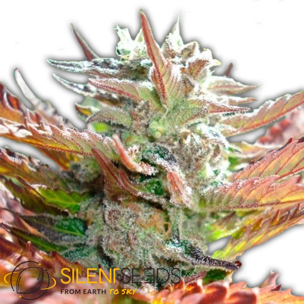 Zkittlez 2.0 | Feminisierte Hanfsamen von Silent Seeds | 3 Samen Zkittlez 2.0 | Feminisierte Hanfsamen von Silent Seeds