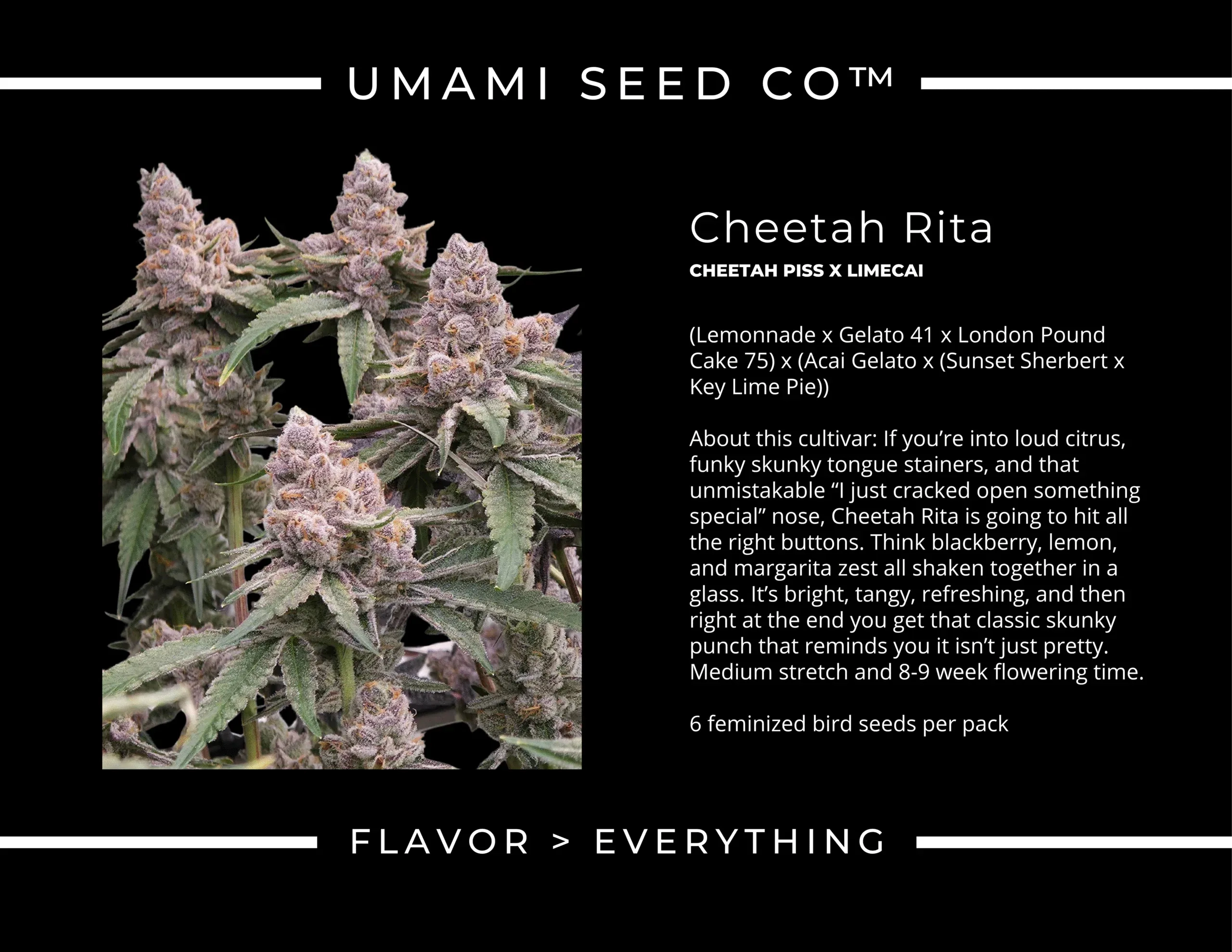 Cheetah Rita Sortenprofil Sortenkarte Cheetah Rita von Umami Seeds mit Abstammung und Blütezeit
