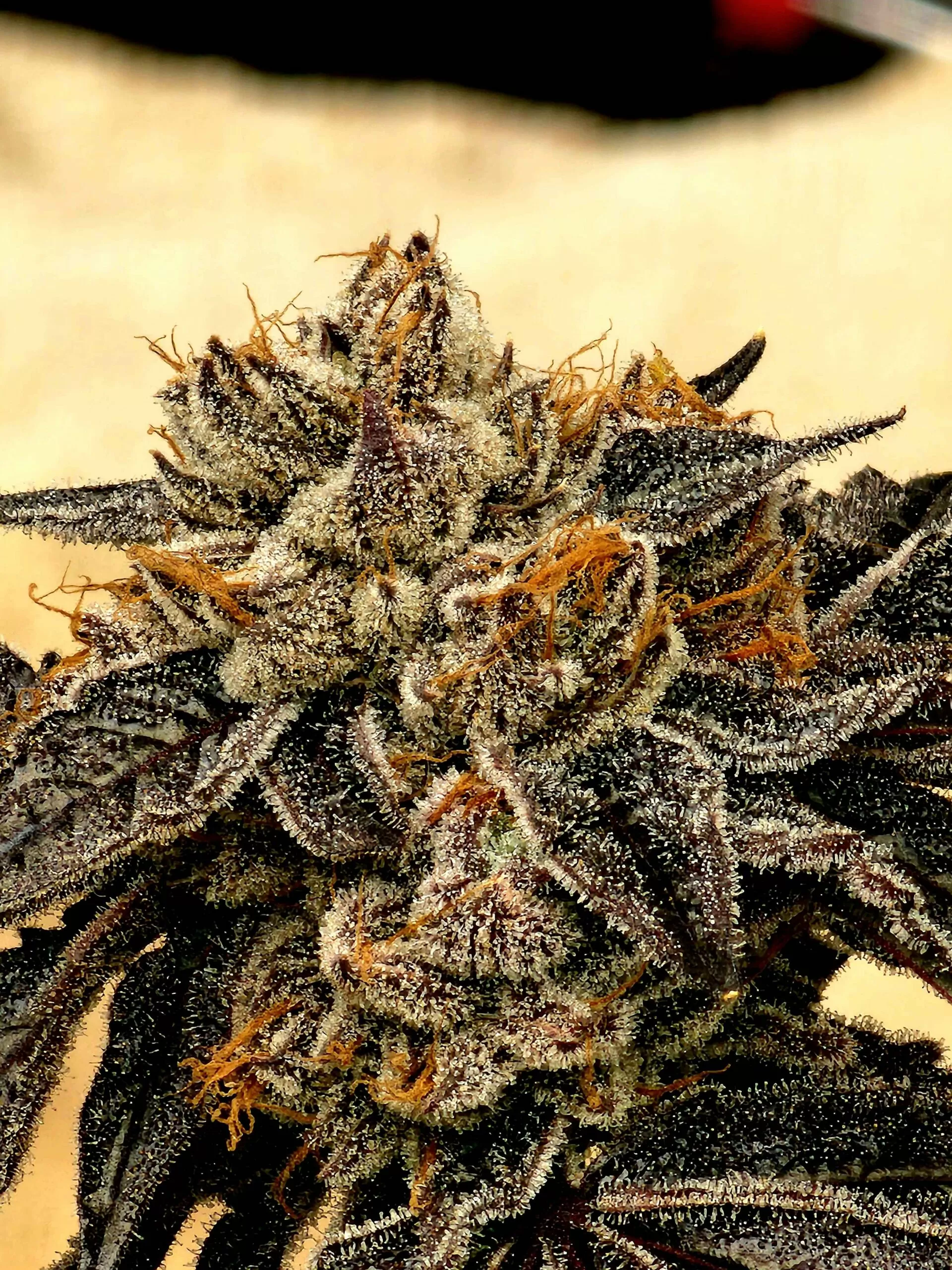 Purple Limeade Bud Nahaufnahme einer dichten Purple Limeade Blüte
