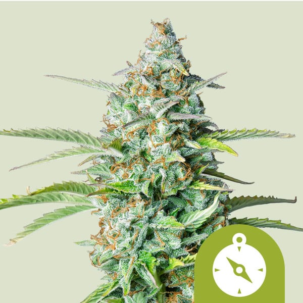 Northern Light Automatic | Autoflowering Cannabissamen von Royal Queen Seeds | 3 Samen Northern Light Automatic | Autoflowering Cannabissamen von Royal Queen Seeds | 3 Samen