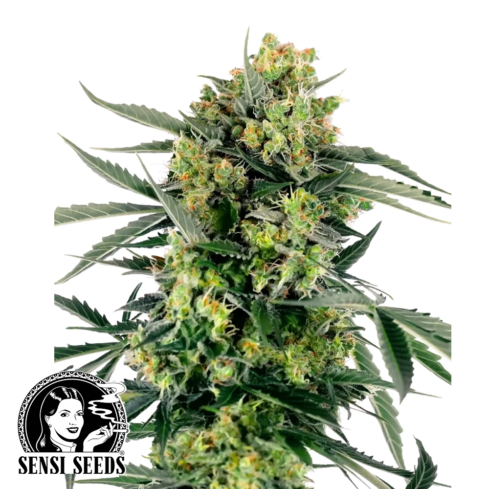 Blueberry Zkittlez Auto | Autoflowering Hanfsamen von Sensi Seeds | 3 Samen Blueberry Zkittlez Auto | Autoflowering Hanfsamen von Sensi Seeds
