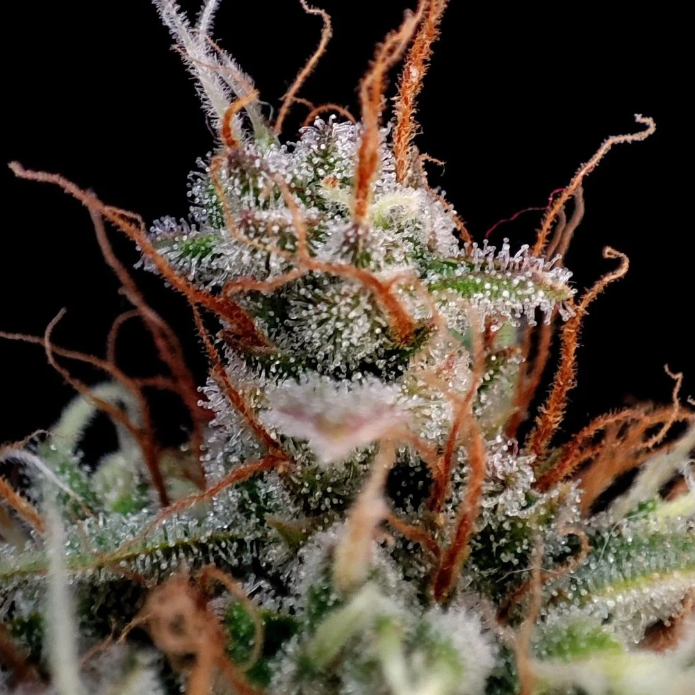 Guava Auto | Autoflowering Cannabissamen von Fast Buds