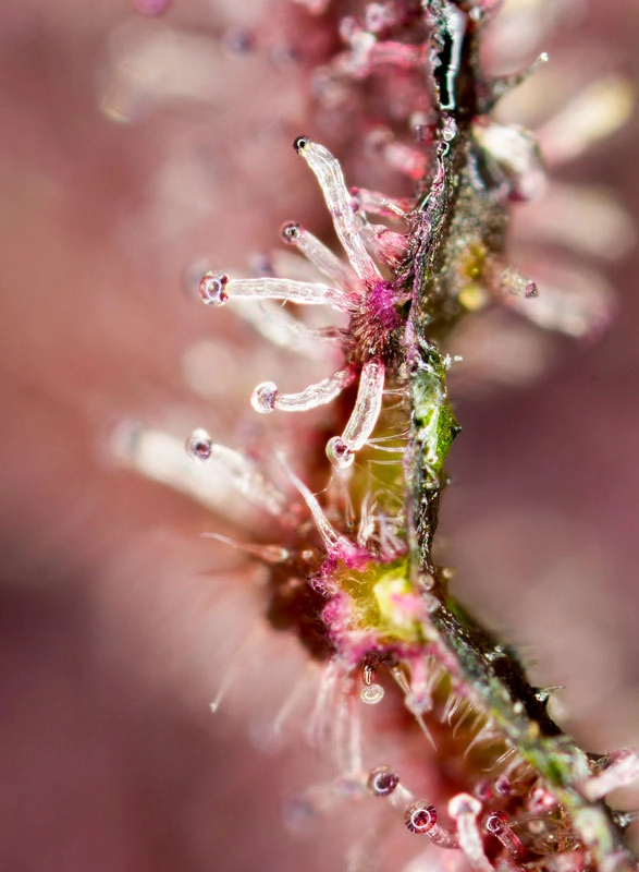 Tropicanna Poison F1 Fast Version | Feminisierte Hanfsamen von Sweet Seeds