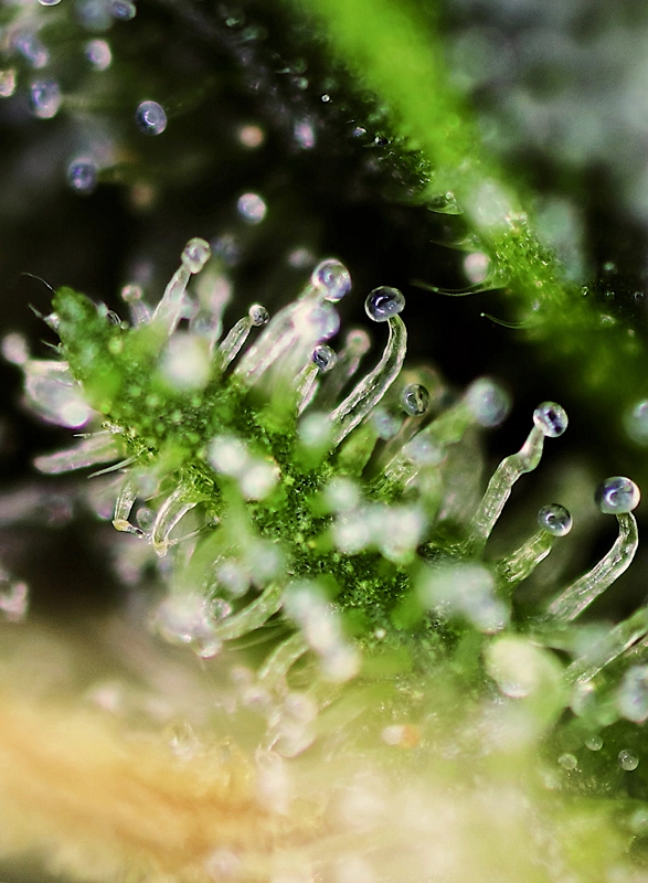 Black Jack | Feminisierte Cannabissamen von Sweet Seeds