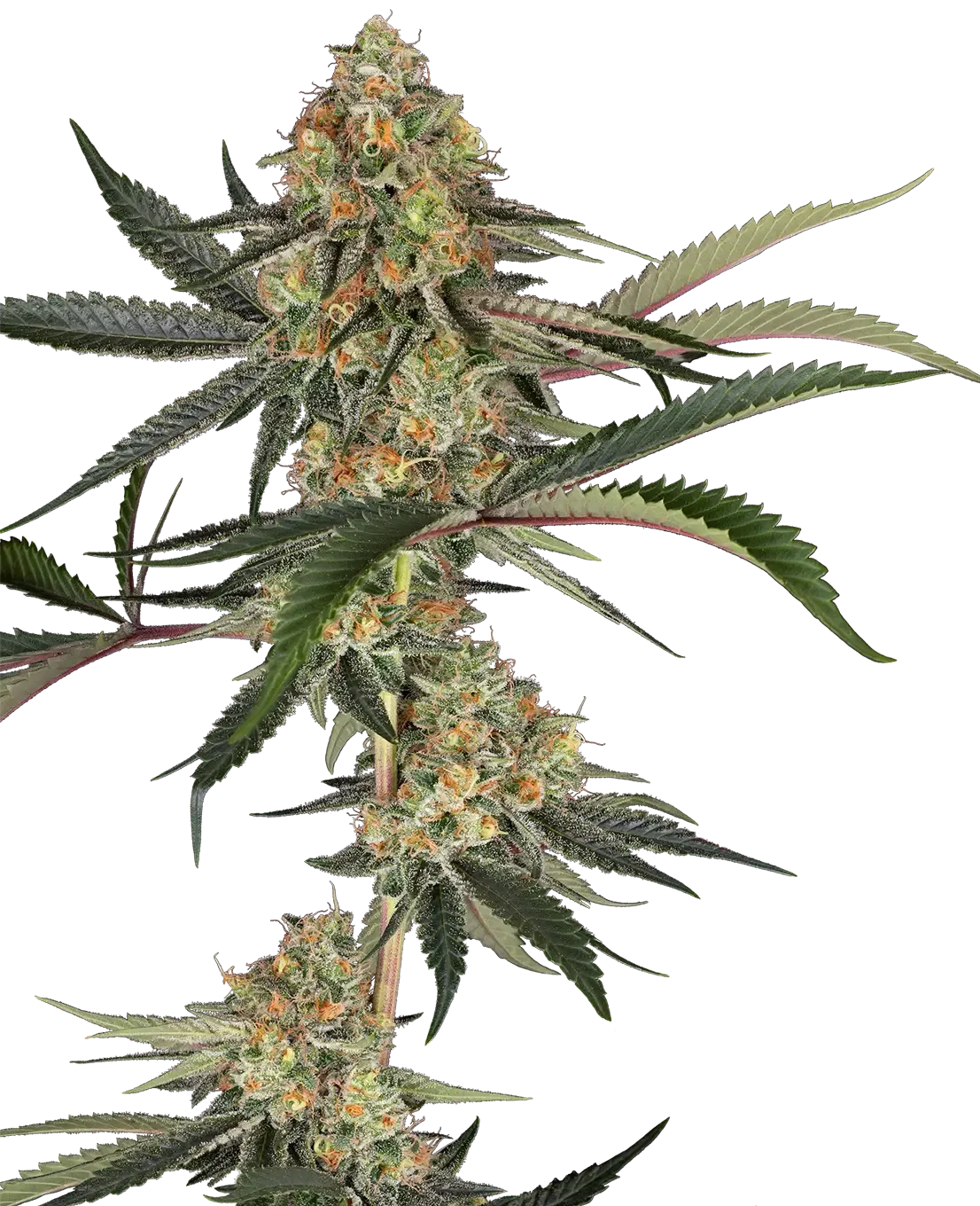 Super Lemon Cherry | Feminisierte Hanfsamen von Sensi Seeds | 3+1 Samen Super Lemon Cherry | Feminisierte Hanfsamen von Sensi Seeds | 3+1 Samen