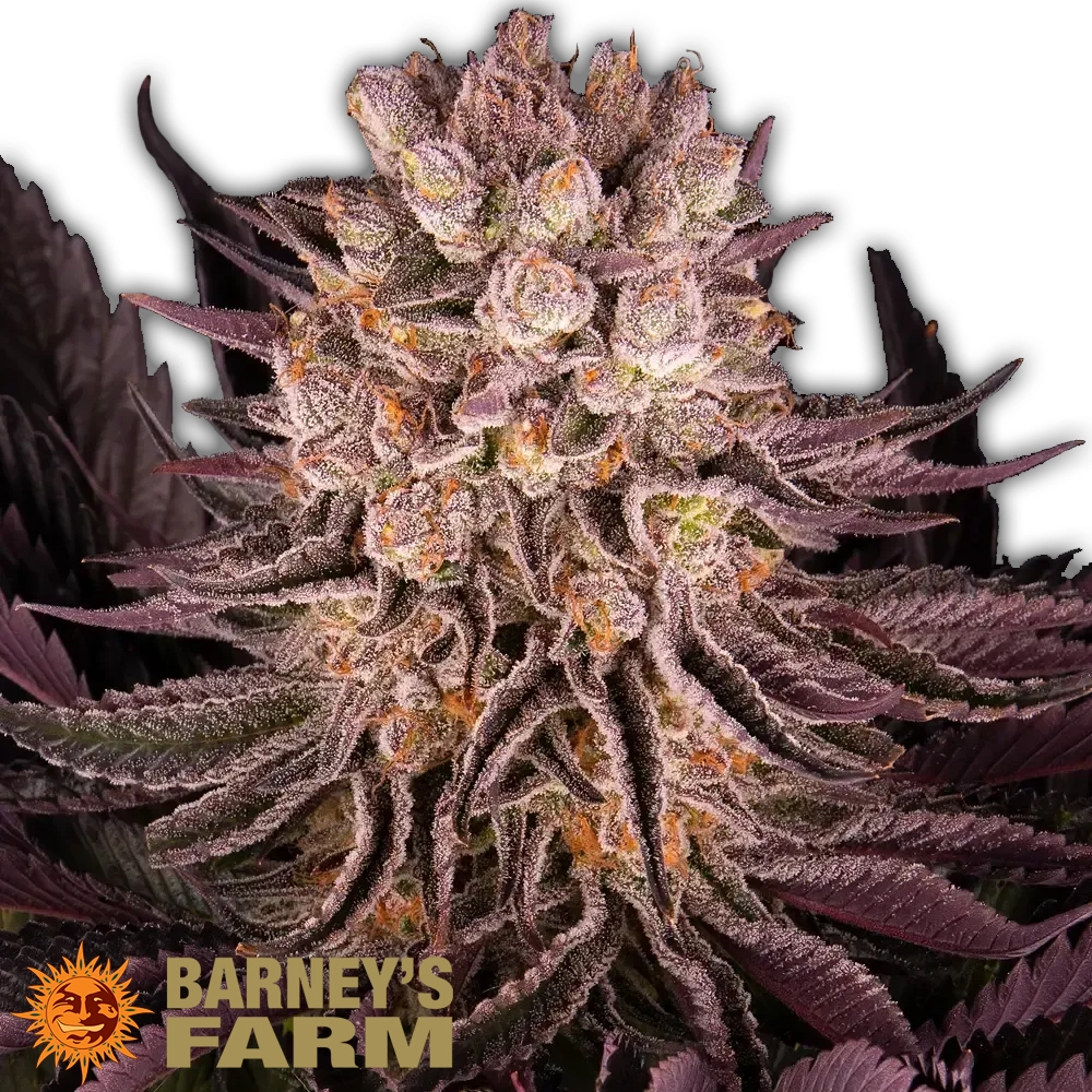 Mimosa x Orange Punch | Feminisierte Hanfsamen von Barney's Farm | 3 Samen Mimosa x Orange Punch | Feminisierte Hanfsamen von Barney's Farm