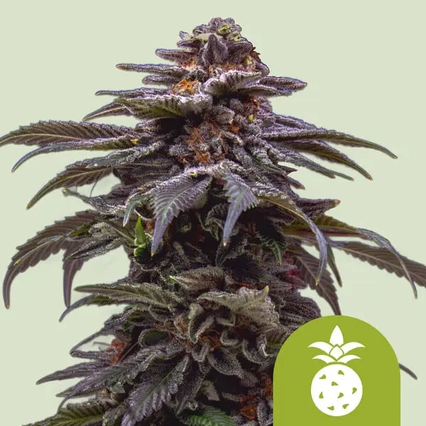 Tropicana Cookies Purple Auto | Autoflowering Hanfsamen von Royal Queen Seeds | 3 Samen