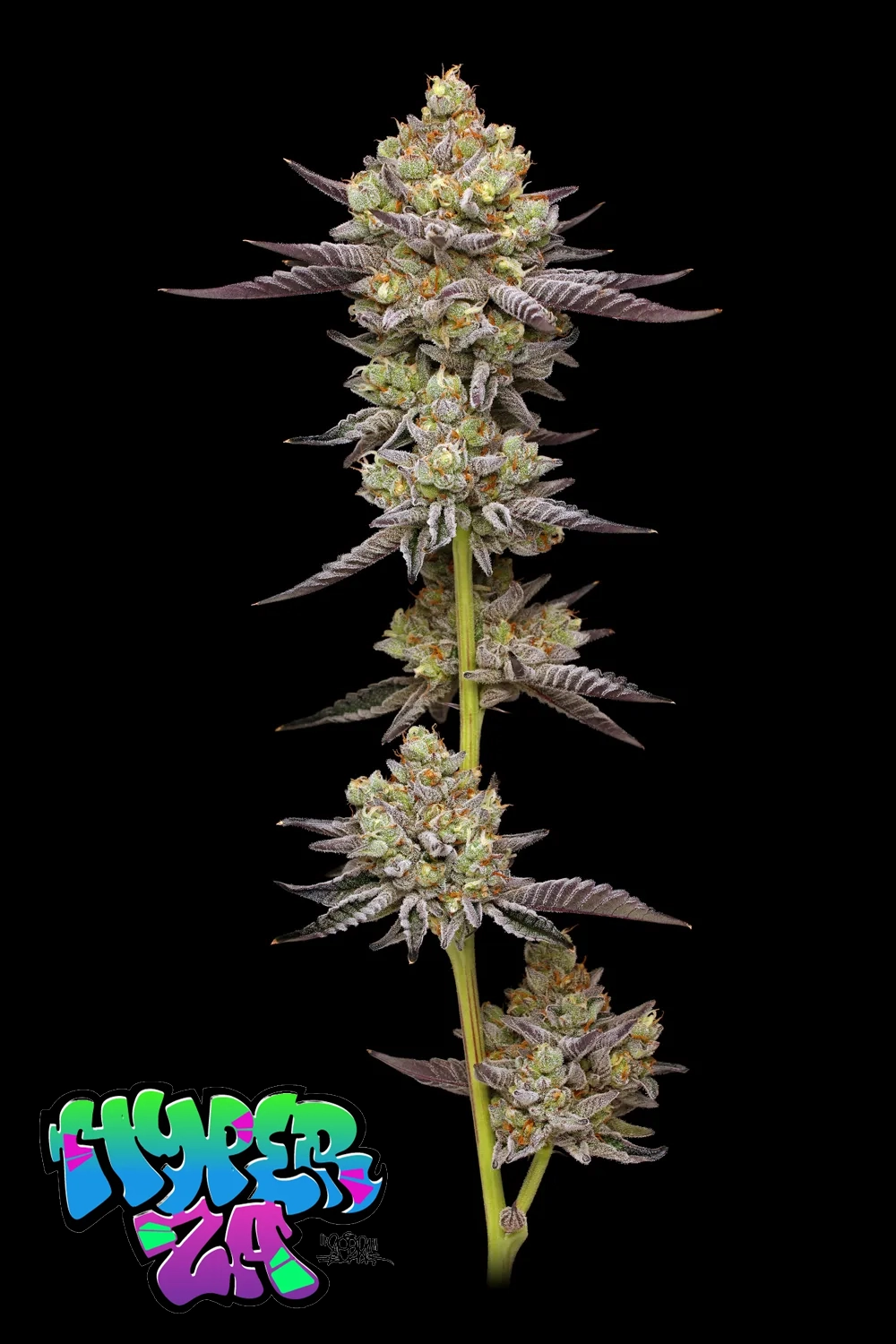Hyper Za Pflanze Hyper Za Cannabispflanze in der Blüte mit Sorten-Schriftzug