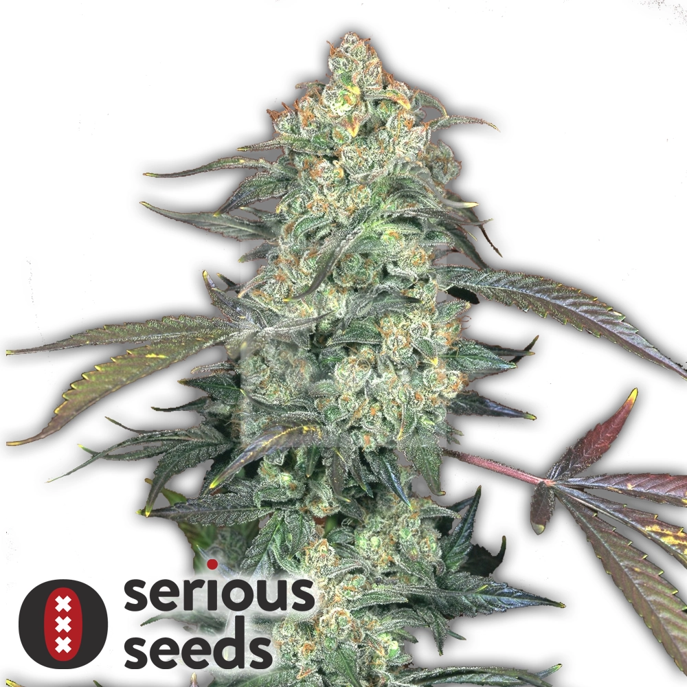 AK-47 | Feminisierte Hanfsamen von Serious Seeds