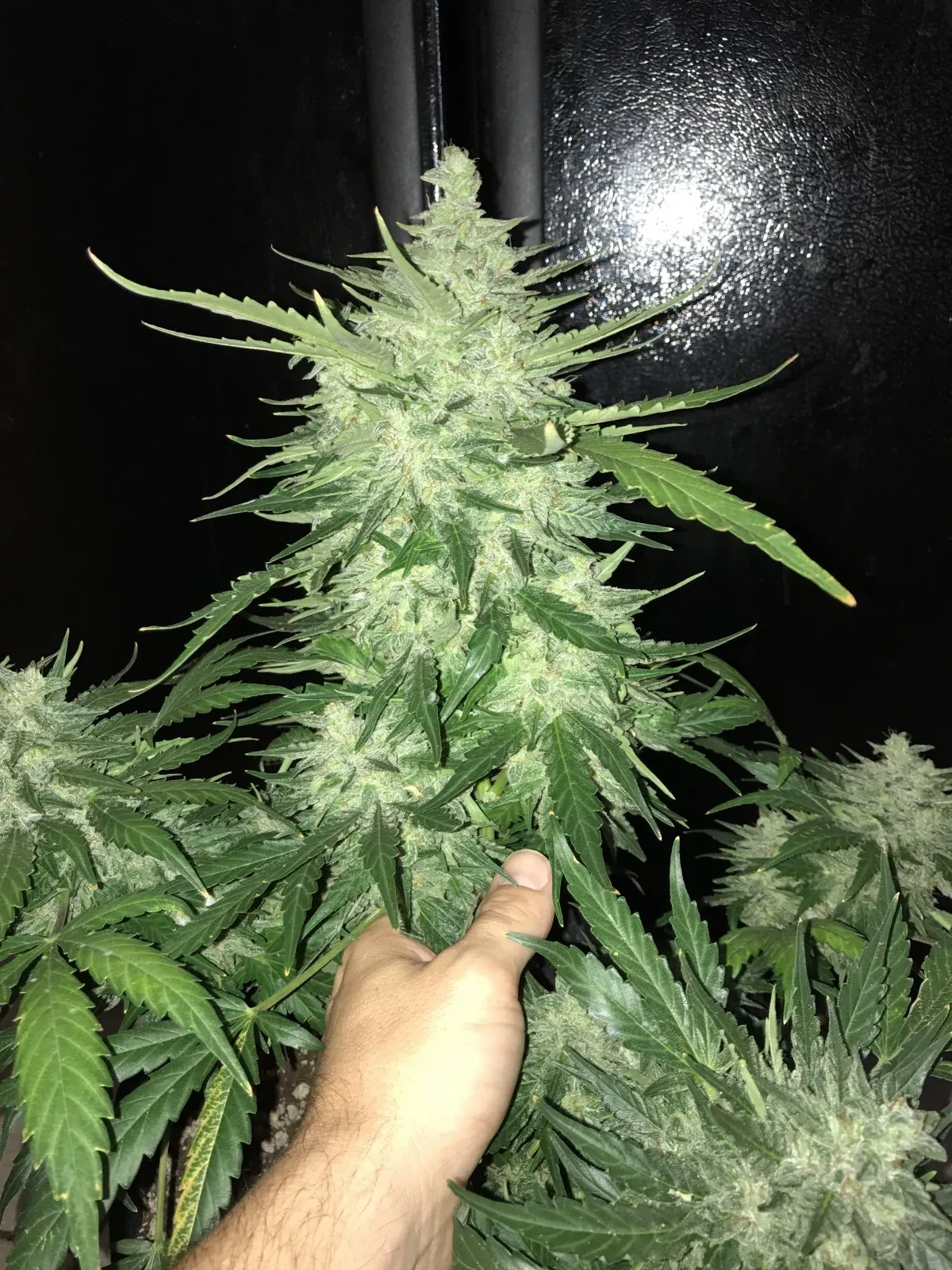 CBD Auto 1:1 Blütentrieb CBD Auto 1:1 Blütentrieb im Grow, von unten fotografiert