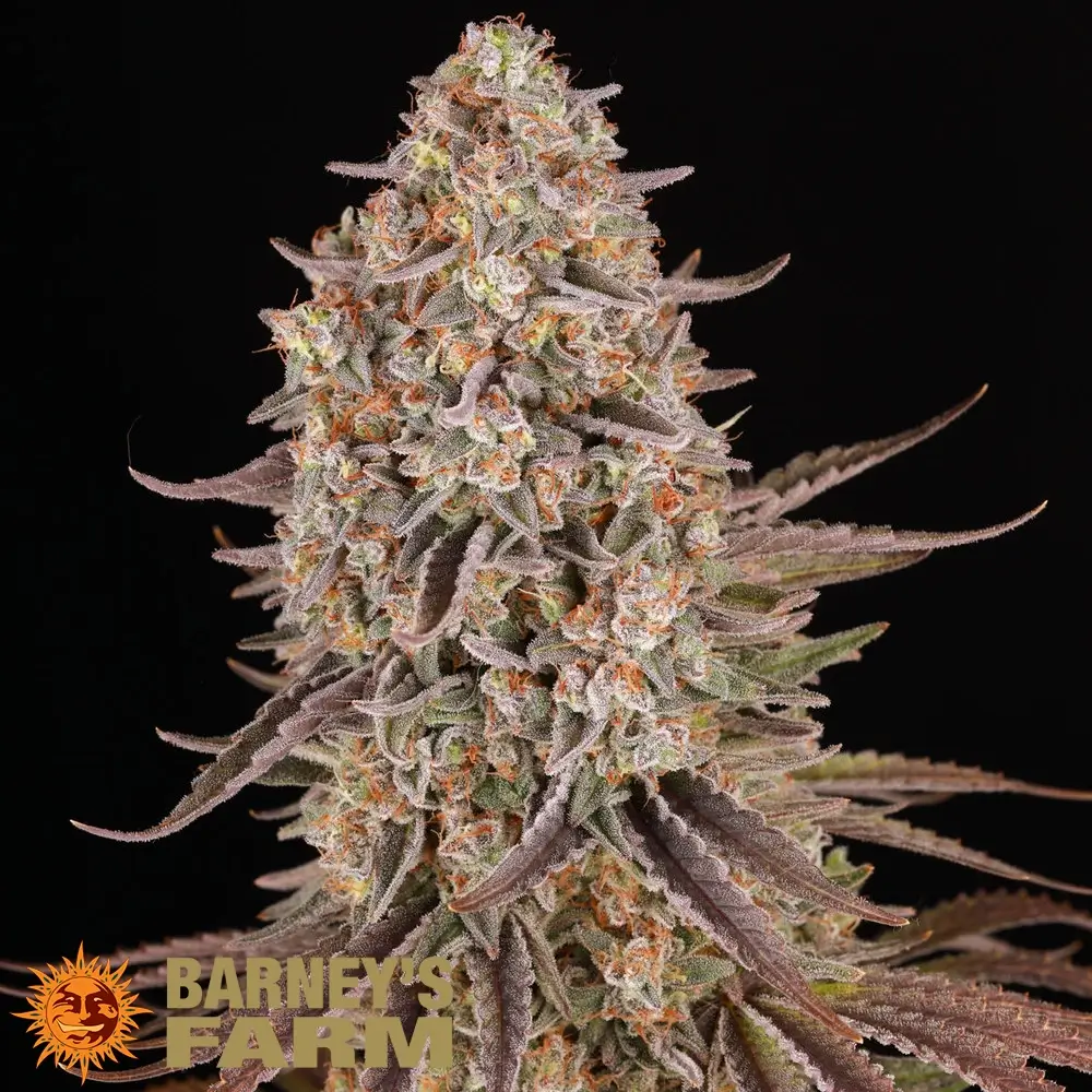 Sour Strawberry | Feminisierte Hanfsamen von Barney's Farm | 3 Samen