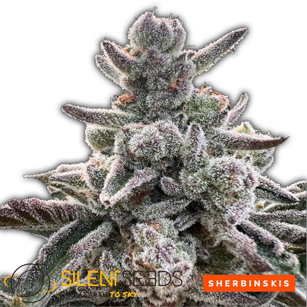 Polar Gelato | Feminisierte Cannabissamen von Silent Seeds | 3 Samen Polar Gelato | Feminisierte Cannabissamen von Silent Seeds