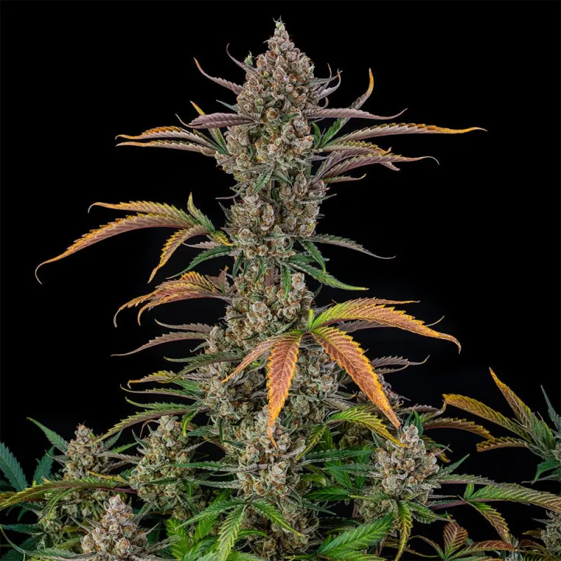 Rainbow Breath Auto Blüte Rainbow Breath Auto Blütentrieb mit orangefarbenen Blütenblättern