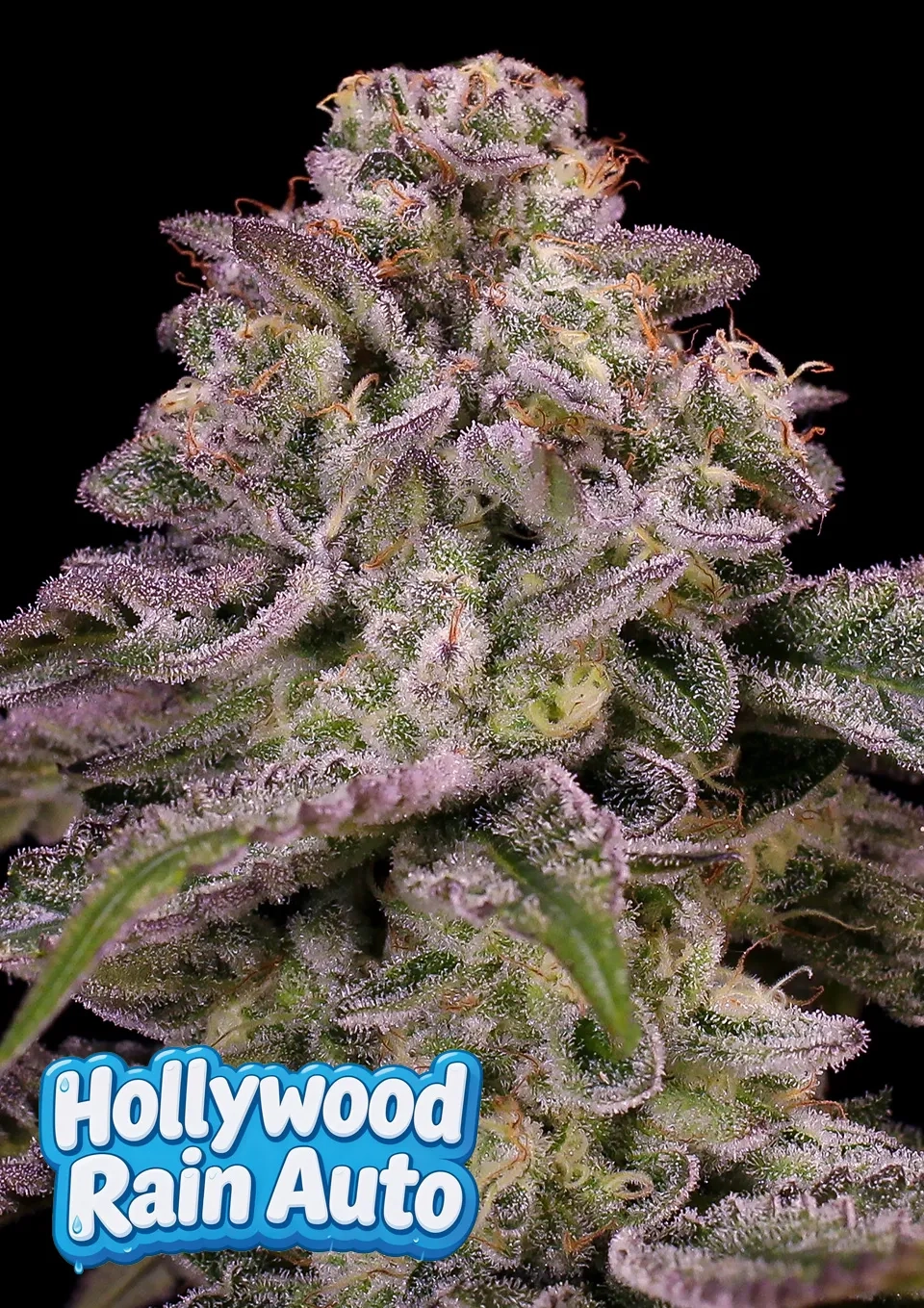 Hollywood Rain Auto | Autoflowering Hanfsamen von Anesia Seeds | 3 Samen
