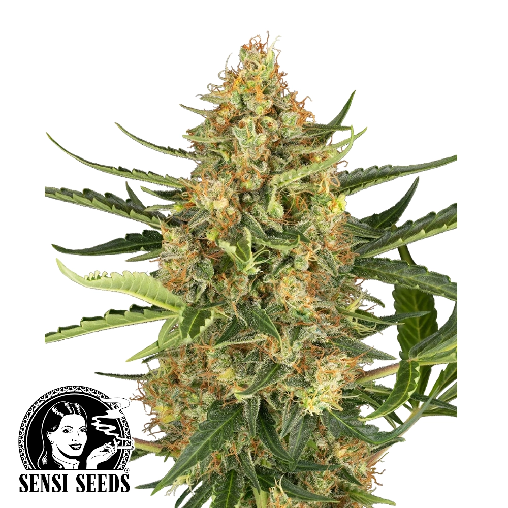 Blueberry Bubblegum Auto | Autoflowering Cannabissamen von Sensi Seeds | 3 Samen Blueberry Bubblegum Auto | Autoflowering Cannabissamen von Sensi Seeds