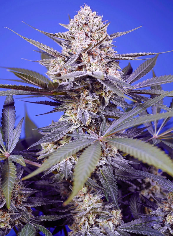 Pineapple Slush XL Auto | Autoflowering Hanfsamen von Sweet Seeds