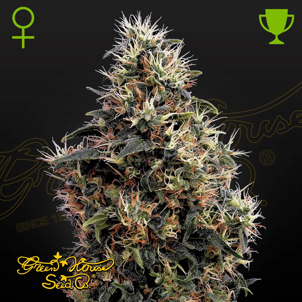 Sweet Mango Auto | Autoflowering Hanfsamen von Green House Seeds