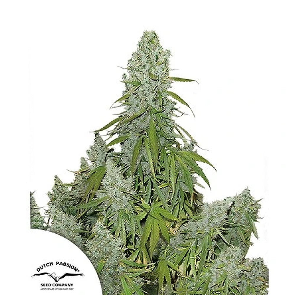 Ultimate Auto | Autoflowering Hanfsamen von Dutch Passion | 3 Samen Ultimate Auto | Autoflowering Hanfsamen von Dutch Passion | 3 Samen