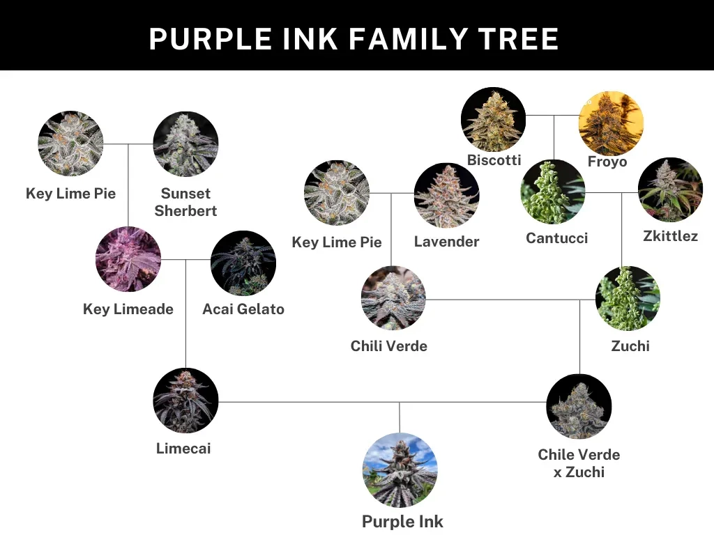 Purple Ink Genetik Stammbaum-Grafik zur Genetik von Purple Ink
