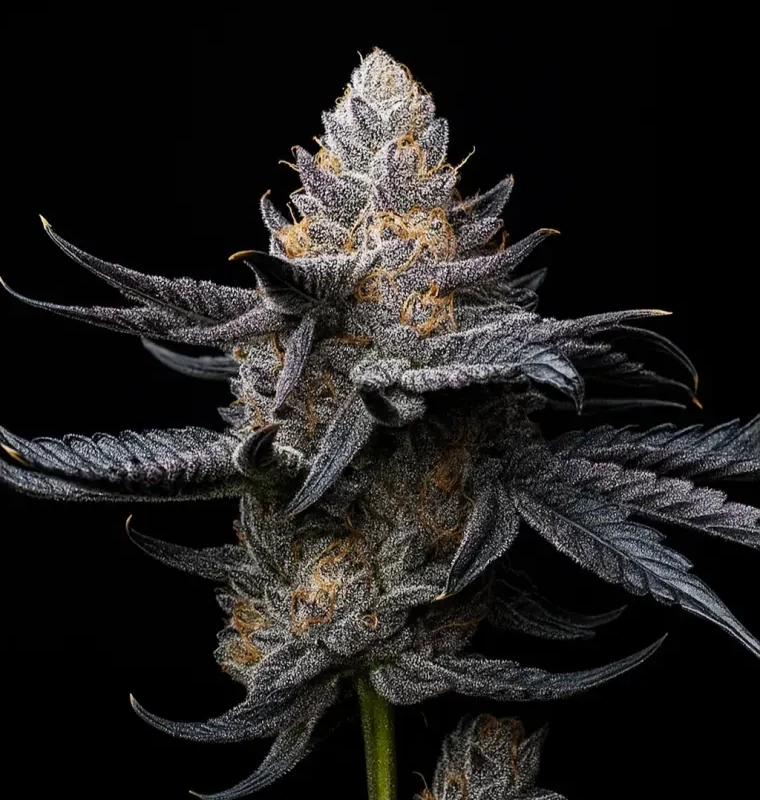 White Diamond Triploid | Feminisierte Cannabissamen von Triploid Genetics | 5 Samen