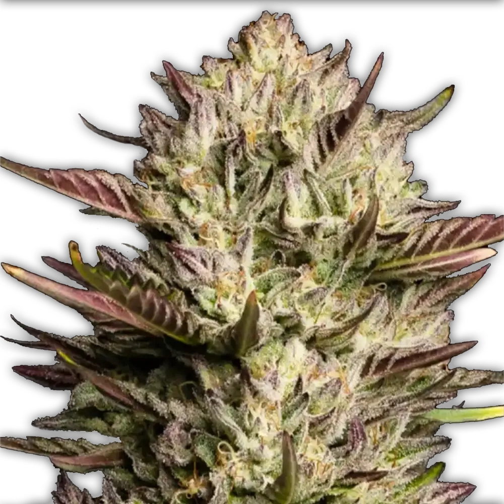 California Octane | Feminisierte Hanfsamen von Humboldt Seed