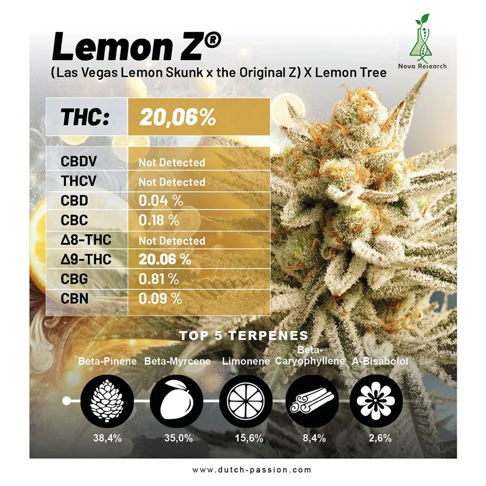 Lemon Z Analysewerte Datenblatt zu Lemon Z mit Cannabinoid- und Terpenwerten