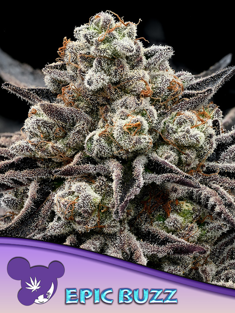 Epic Buzz | Feminisierte Hanfsamen von Anesia Seeds | 3 Samen Epic Buzz | Feminisierte Hanfsamen von Anesia Seeds