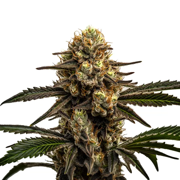 Apple Fritter | Feminisierte Cannabissamen von Cludi Bulk Seed Bank | 5 Samen