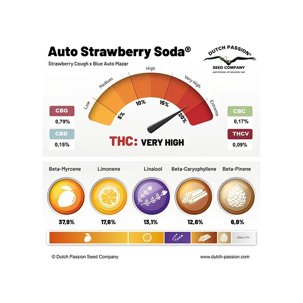 Auto Strawberry Soda | Autoflowering Cannabissamen von Dutch Passion